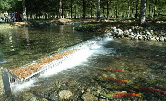 温哥华 - 洛矶山 - 班芙 - 露易丝湖 - 冰原 - 惠斯勒 - 维多利亚 - 墙画镇九日游超值团_封面图片_