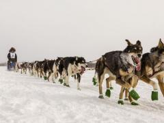 狗拉雪橇