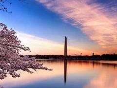 华盛顿D.C.樱花（费城出发）一日游